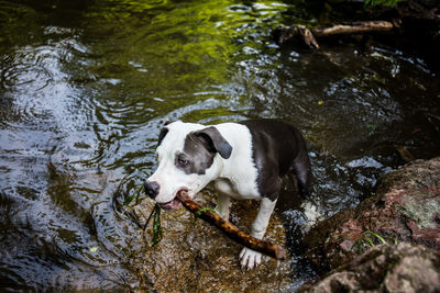 High angle view of dog drinking water