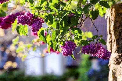 Close-up of purple flowering plant