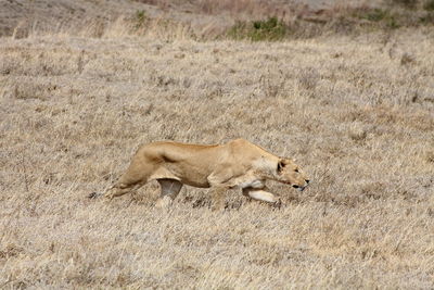 Side view of lioness walking on field