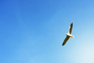 Low angle view of seagull flying in sky