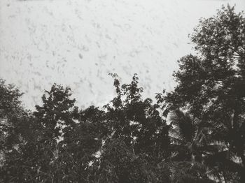 Low angle view of trees against sky