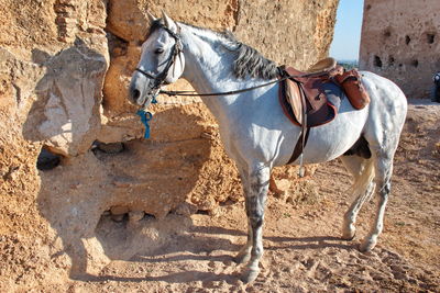 Portrait of arabic stallion in the desert ready for riding