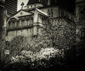 View of plants against the wall