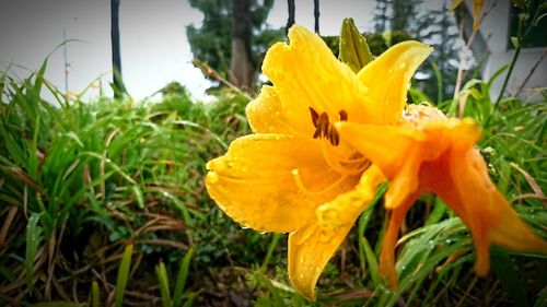 Close-up of yellow flower blooming in field