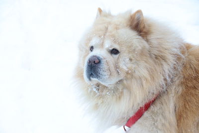 Close-up of dog in snow