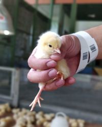 Close-up of hand holding bird