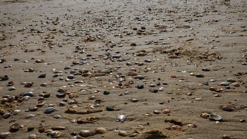 High angle view of pebbles on beach