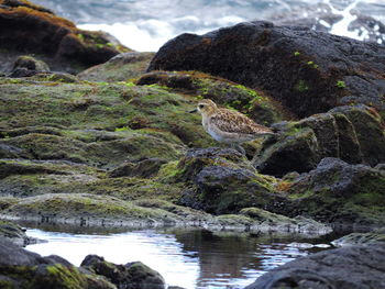 Close-up of bird perching on rock in water