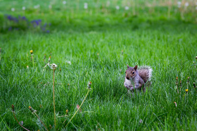 View of squirrel on meadow 