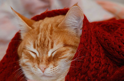 Close-up of cat sleeping