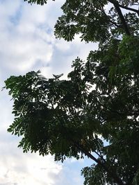 Low angle view of trees against sky