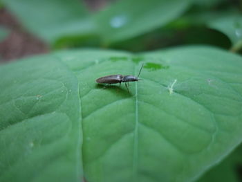 Close-up of insect on leaf