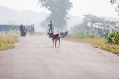 Rear view of a street dog on road watching back 