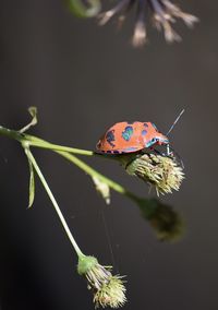 Close-up of butterfly on leaf