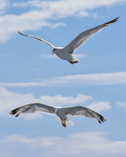 Two seagulls