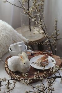 Close-up of rabbit on table