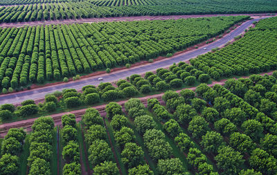 Scenic view of agricultural field