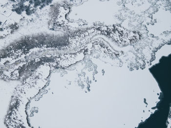 Low angle view of frozen plants against sky