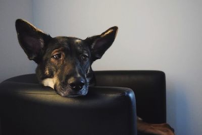 Portrait of dog sitting on table