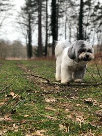 Dog looking away in forest