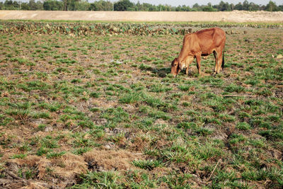 Horse grazing on field