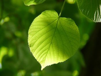 Close-up of leaves