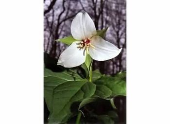 Close-up of white flowers