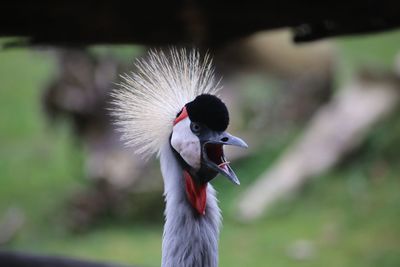 Close-up of bird