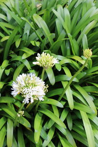 Close-up of white flowering plants