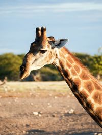 Close-up of giraffe on field against sky