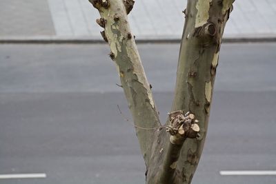 Close-up of tree trunk