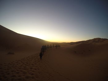 People riding camels on desert against sky during sunset
