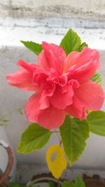 Close-up of red hibiscus blooming outdoors