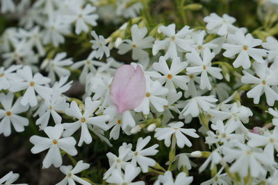 Close-up of white flowering plant