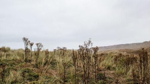 Plants growing on land against sky