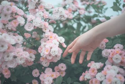 Close-up of hand holding bouquet of flowering plants