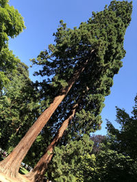 Low angle view of trees against clear sky