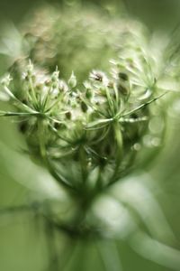 Full frame shot of flowering plant