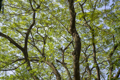 Low angle view of trees against sky