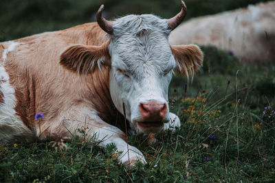 Cow relaxing on field 