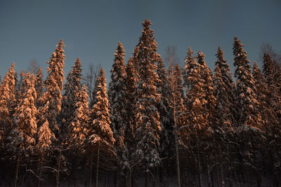 Low angle view of trees on field against sky