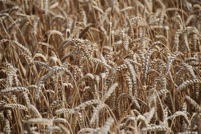 Full frame shot of wheat field