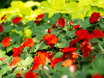 Close-up of red flowers blooming in park
