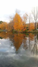 Reflection of trees in water