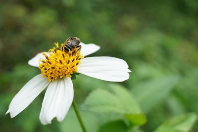 Close-up of bee on flower