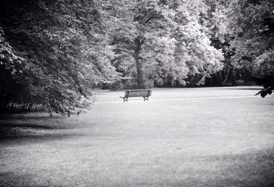 Trees in park