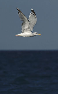 Close-up of bird flying over sea against sky