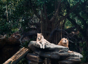 The king of the jungle sitting in a forest