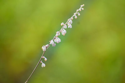 Close-up of plant growing outdoors