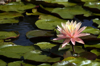 Close-up of lotus water lily in pond